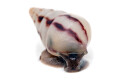 Limicolaria agathina Nigeria subadult